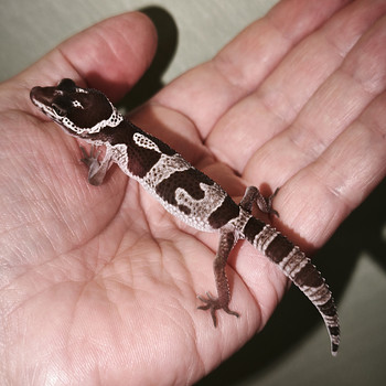 Gekko