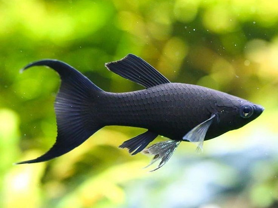 Mollienesia