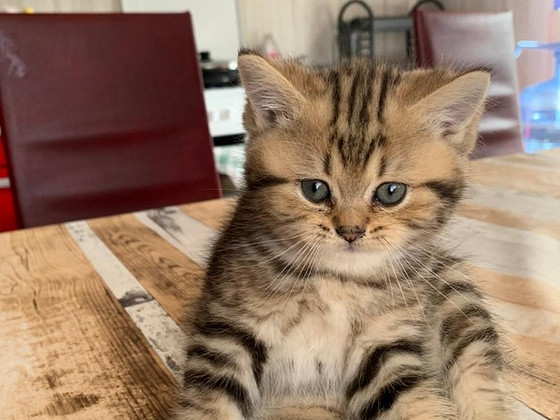Продаются котята британской короткошерстной породы.