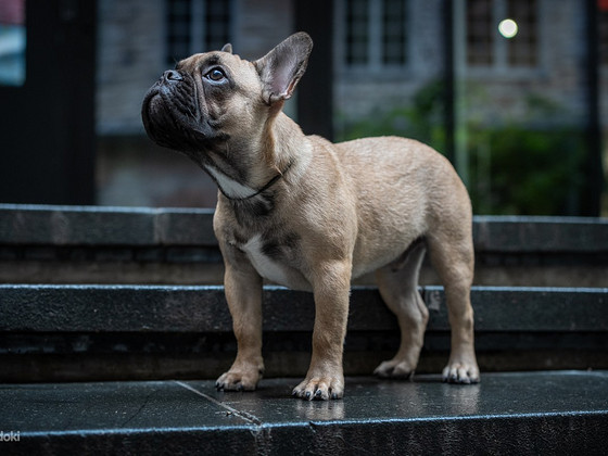 Prantsuse buldog