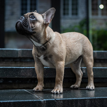 Prantsuse buldog