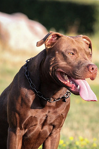 Предлагаю для вязки кобеля питбуля питбультерьер pitbull (2 фото из 3)