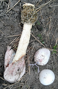 Metsaseen kärbseseen (1 foto / 1)