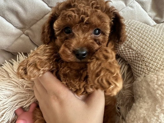 Toy puudel, toy poodle