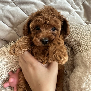 Toy puudel, toy poodle