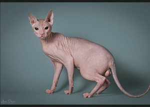 Donskoy sphynx (4 valokuva sivusta 4)