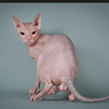 Donskoy sphynx