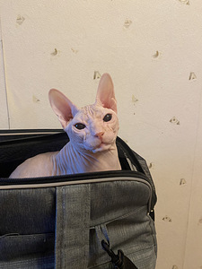 Donskoy sphynx (2 valokuva sivusta 4)