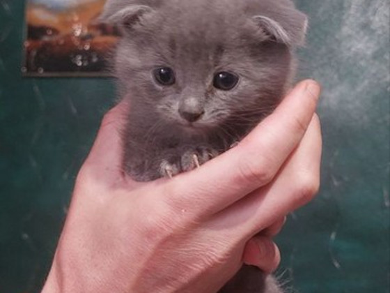 Шотландські кошенята
