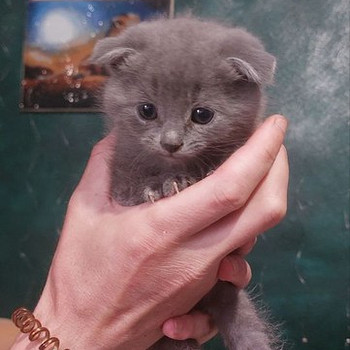 Шотландські кошенята