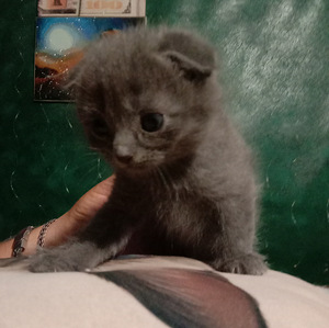Шотландські кошенята (2 фото из 4)