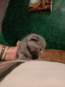 Шотландські кошенята (4 фото из 4)