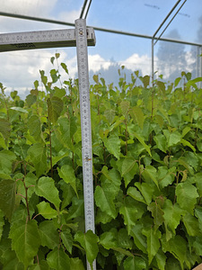 Kasetaimed / Kaseistikud (Arukask) (3 foto / 3)