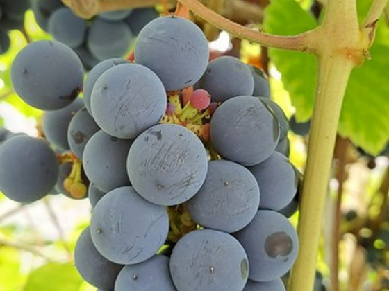 Viinamari "ZILGA"