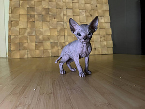 Sfinks (2 foto / 7)