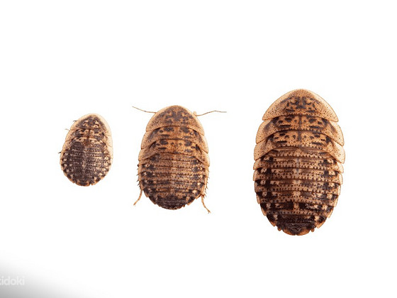 Dubia müük/продажа