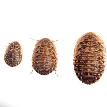 Dubia müük/продажа