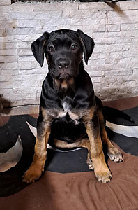 Cane Corso (1 foto / 2)