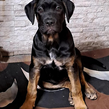 Cane Corso