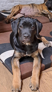 Cane Corso (2 foto / 2)
