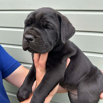 Cane Corso