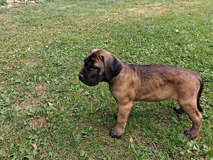 Cane Corso (2 foto / 6)