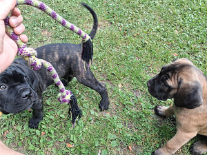 Cane Corso (1 foto / 6)