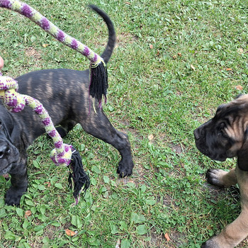 Cane Corso