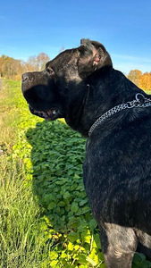 Cane Corso (6 foto / 6)