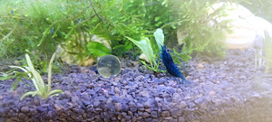 Krevetid Blue dream (2 foto / 4)