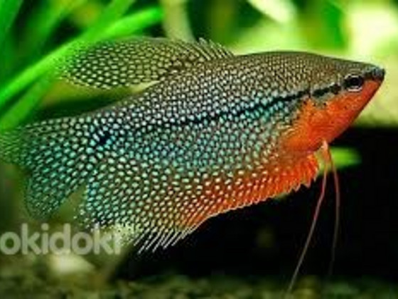 Pärlgurami (Trichogaster leeri)