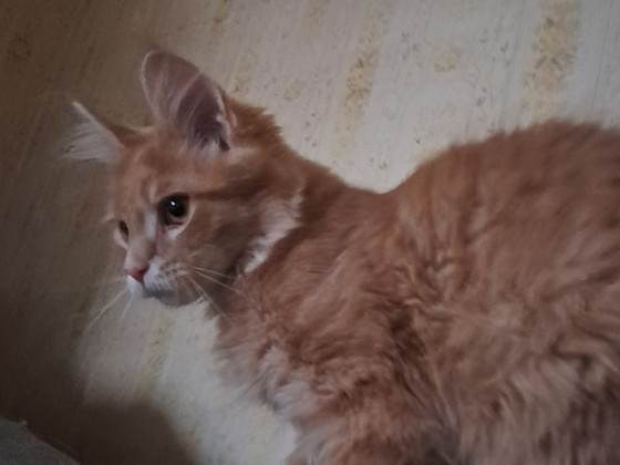 Мейн-кун котята