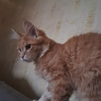 Мейн-кун котята