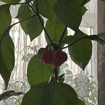 Carolina Reaper