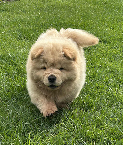Chow Chow (1 foto / 5)
