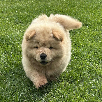 Chow Chow