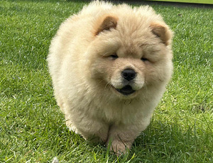 Chow Chow (2 foto / 5)