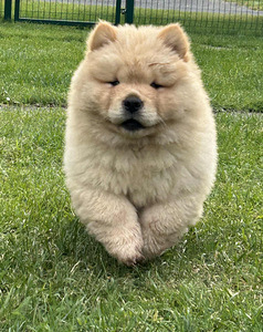 Chow Chow (3 foto / 5)