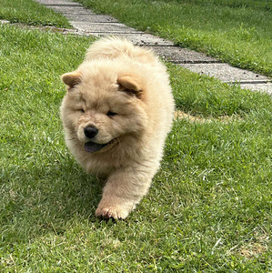 Chow Chow (4 foto / 5)