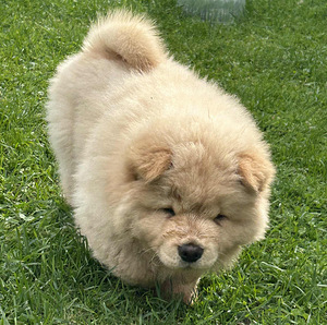 Chow Chow (5 foto / 5)