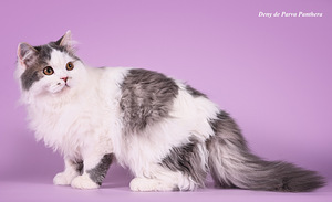 Шотландский страйт длинношерстный кот ждет невесту (1 фото из 1)