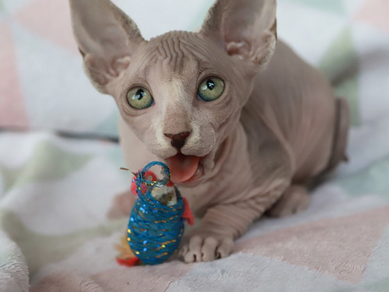 Канадский сфинкс