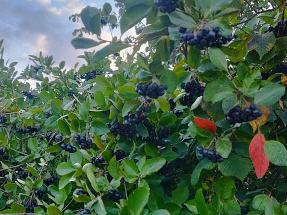 Aronia 5kg