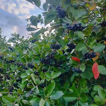 Aronia 5kg