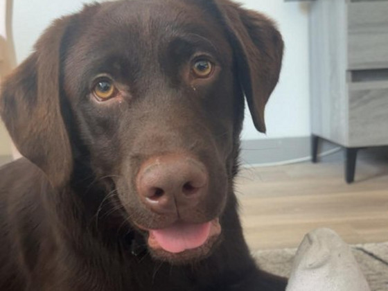 Labradorinnoutaja ruskea