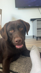 Labradorinnoutaja ruskea (1 valokuva sivusta 4)