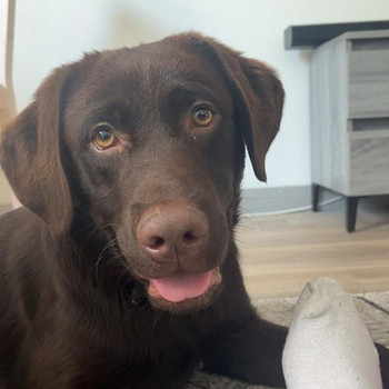 Labradorinnoutaja ruskea
