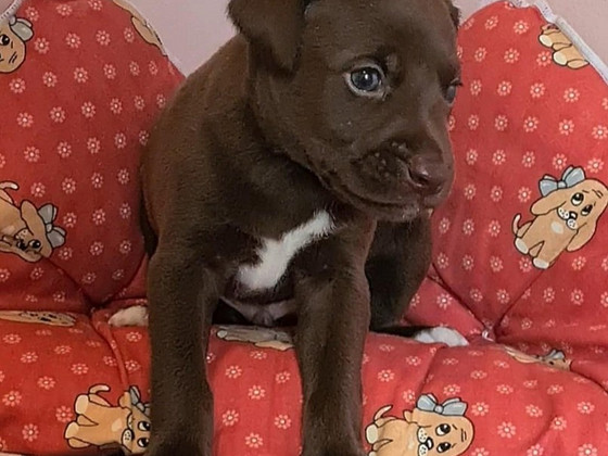 Xoloitzcuintli pennut