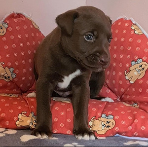 Xoloitzcuintli pennut (1 valokuva sivusta 8)