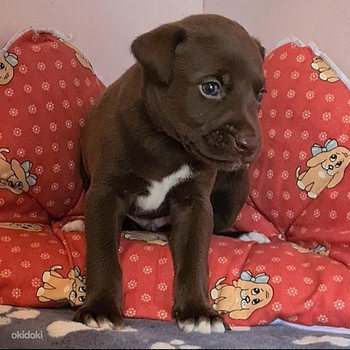 Xoloitzcuintli pennut